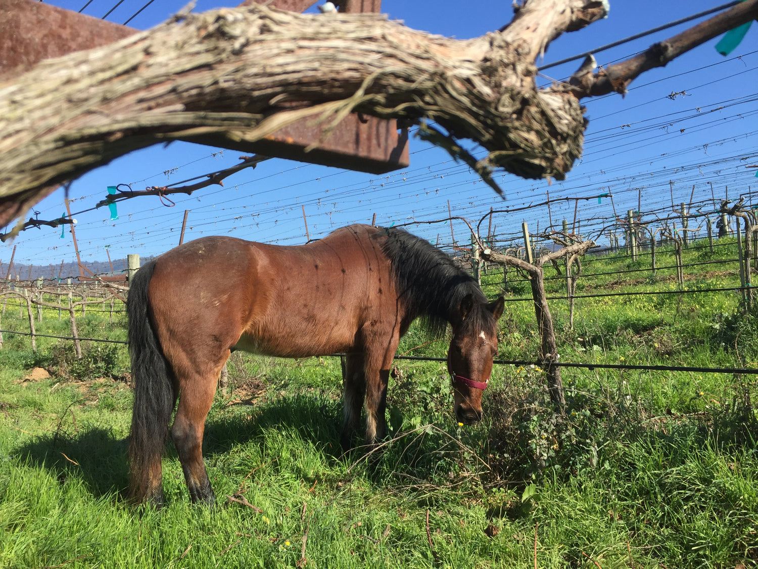 Horse standing and grazing in green grass on a vineyard.
