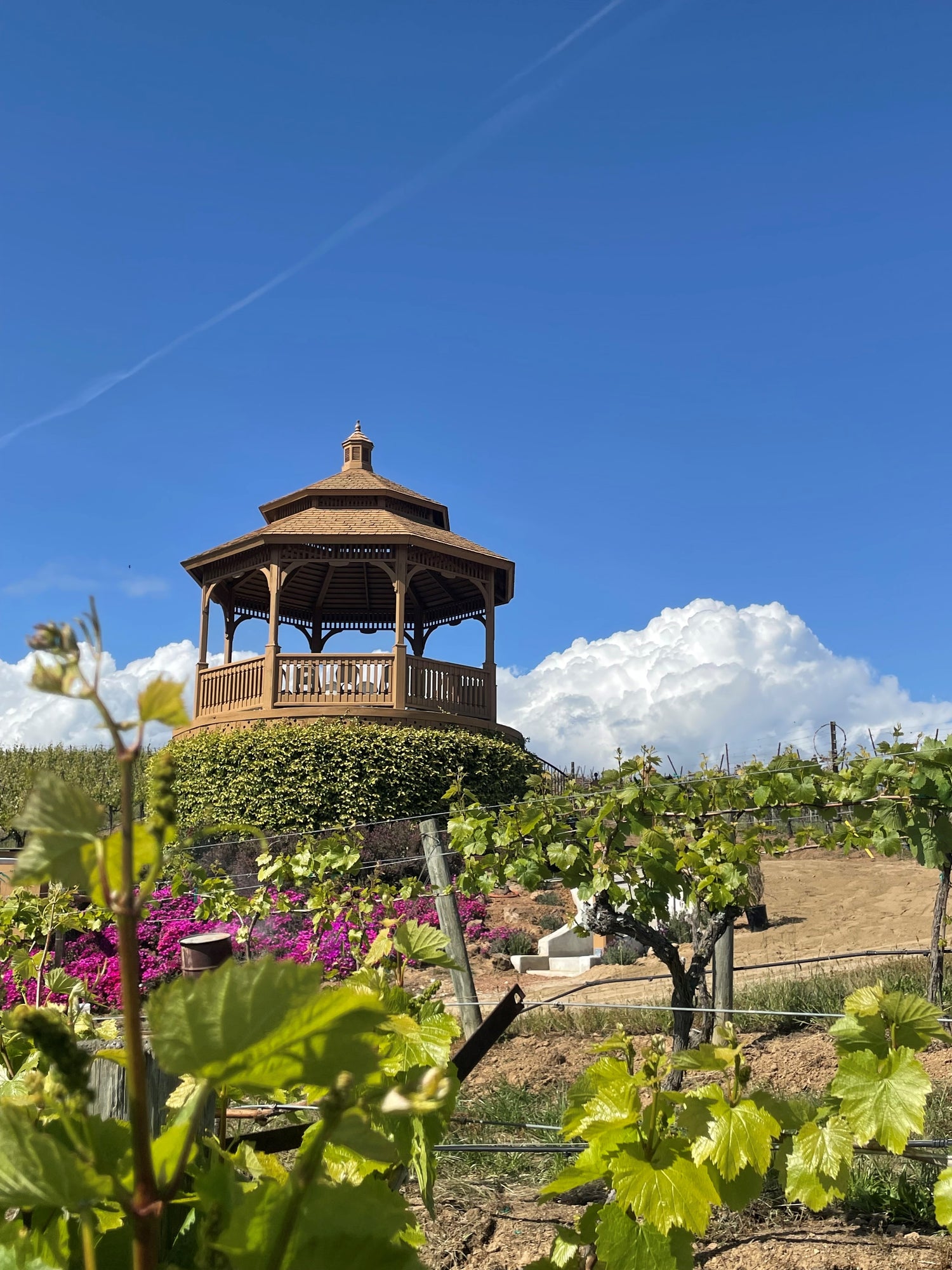 Gazabo with beautiful blue sky behind it and pink flowers and grape vines in front